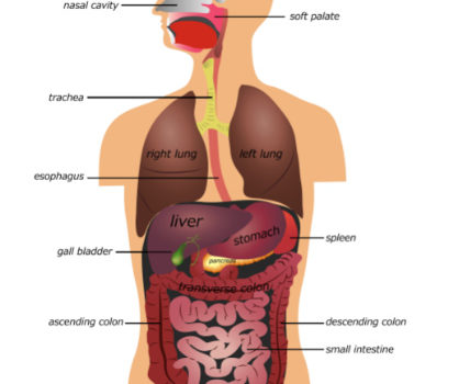 Digestion system