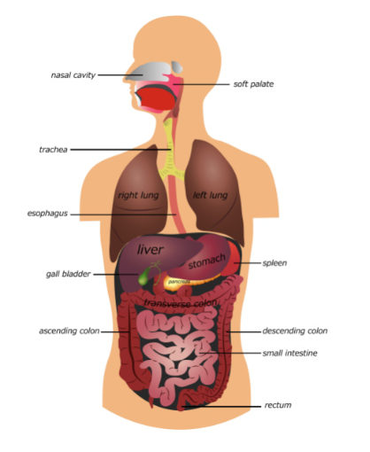 Digestion system